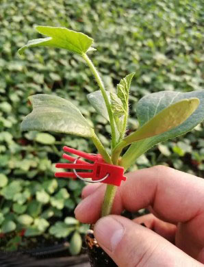 江口哪有卖西瓜苗,思南嫁接美都西瓜苗育苗厂2026