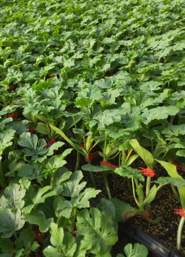 平度哪有育美都西瓜苗的,胶南嫁接西瓜苗厂家2026